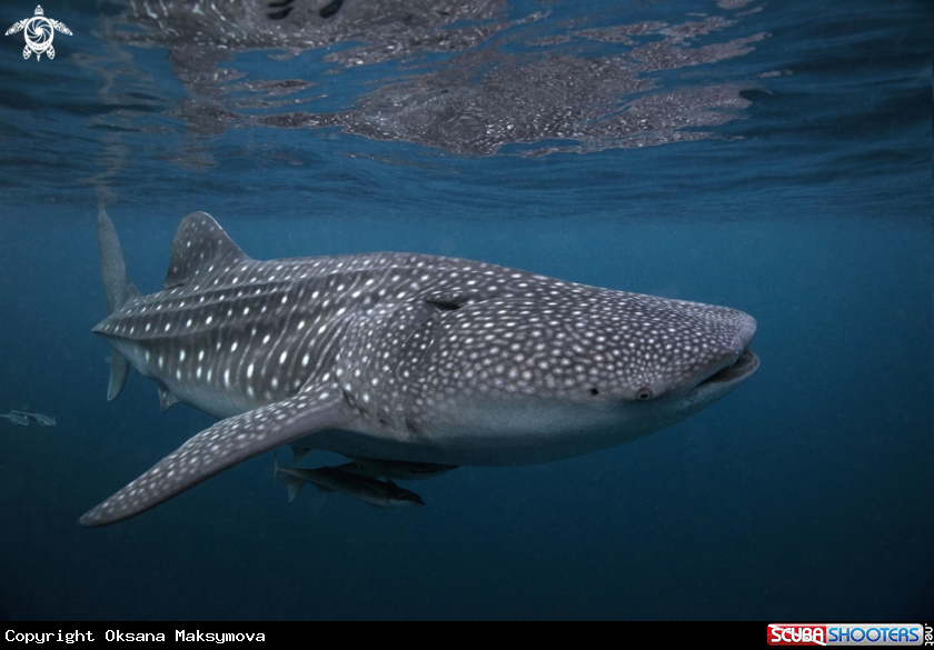 A Whale Shark