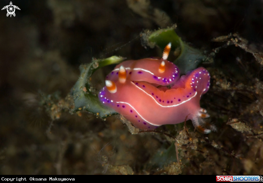 A Nudibranch Thorunna australis