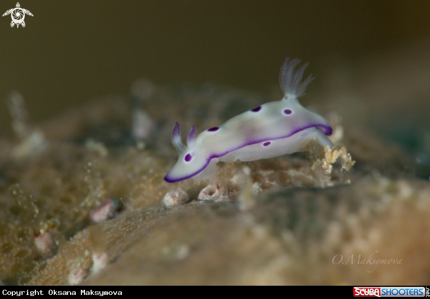 A Nudibranch Hypselodoris tryoni, juvenile
