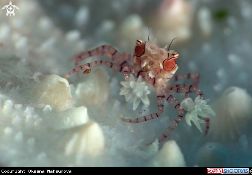 A  Boxer crab (Lybia tesselata )