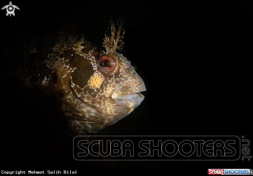 A Tompot blenny