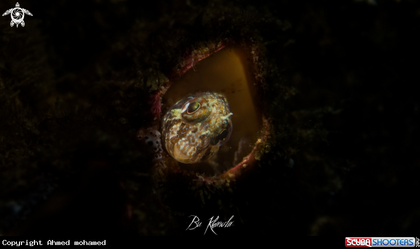 A Blenny fish 