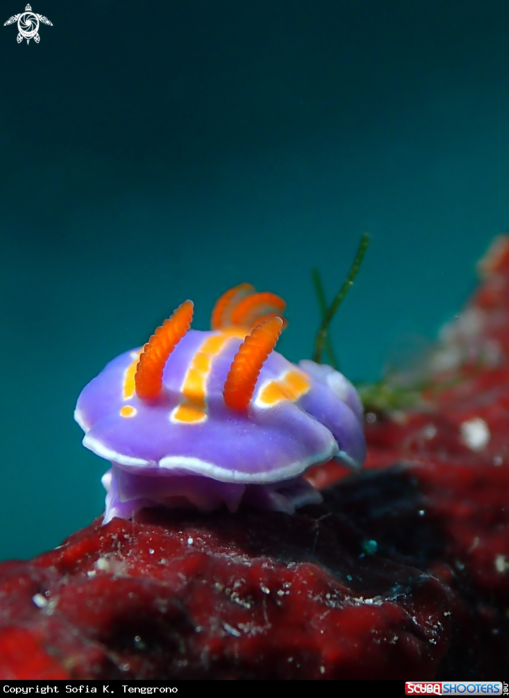 A Nudibranch