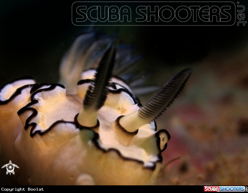 A Glossodoris atromarginata