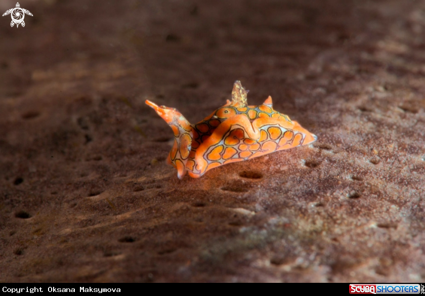A Psychedelic batwing slug (Sagaminopteron psychedelicum)