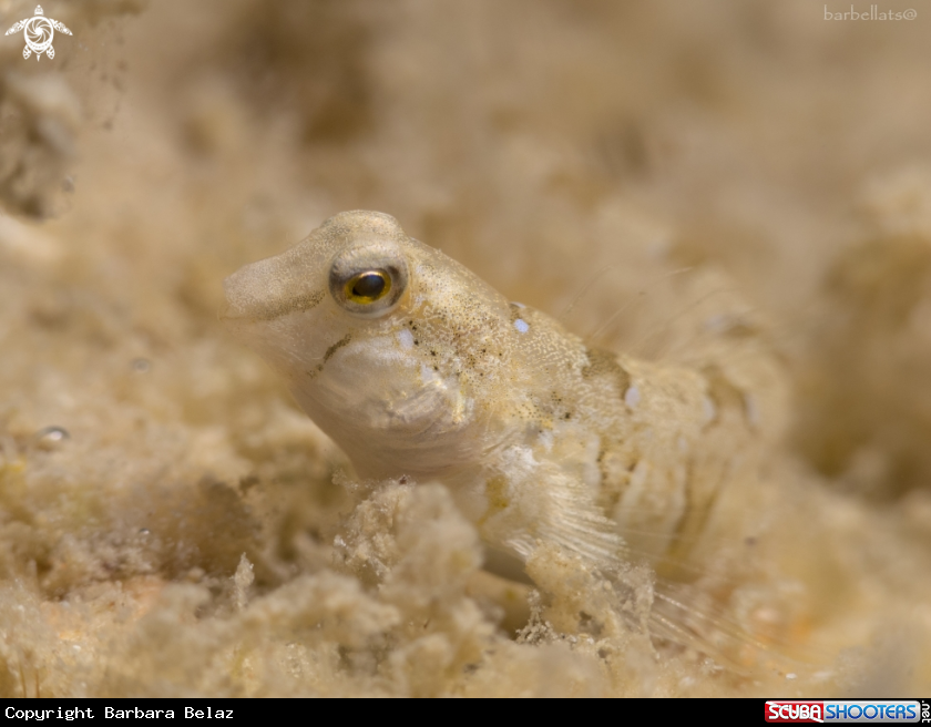 A Fish