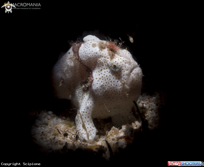 A  Warty Frogfish 