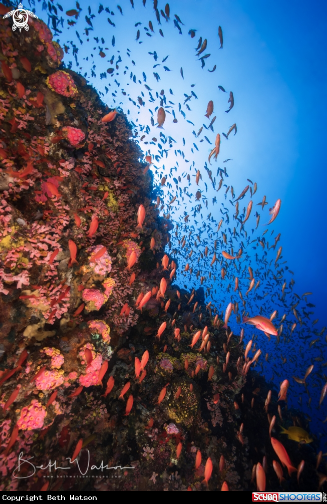 A anthias and reef scene