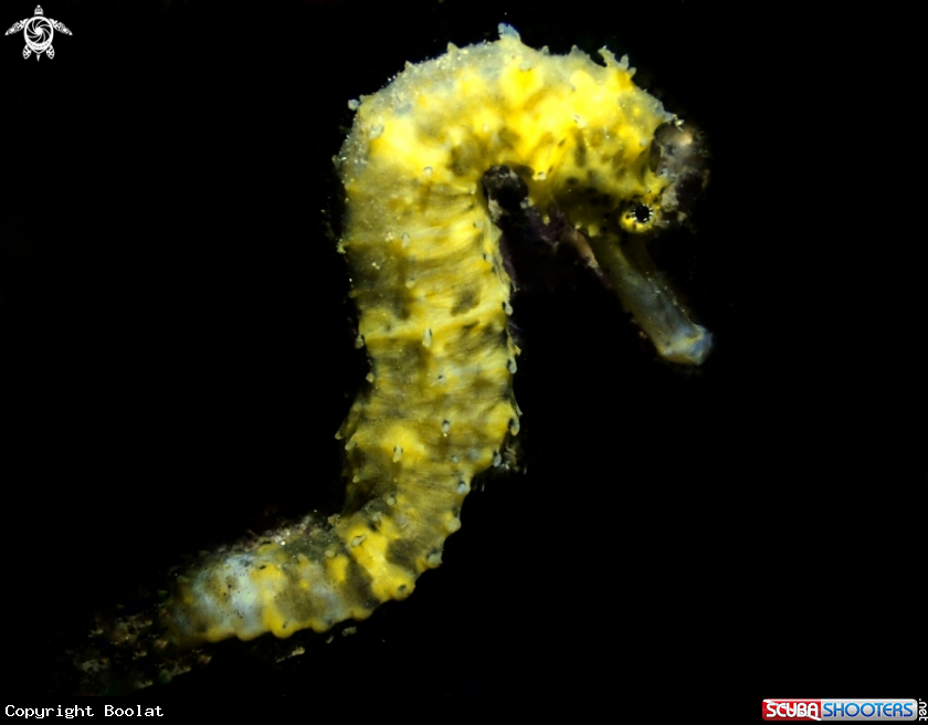 A Seahorse 