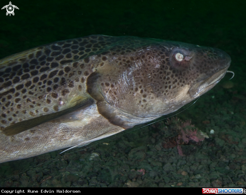 A Atlantic cod