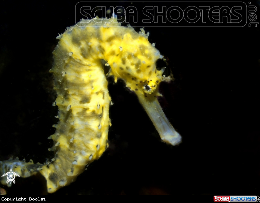 A Juvenile Tigertail Seahorse