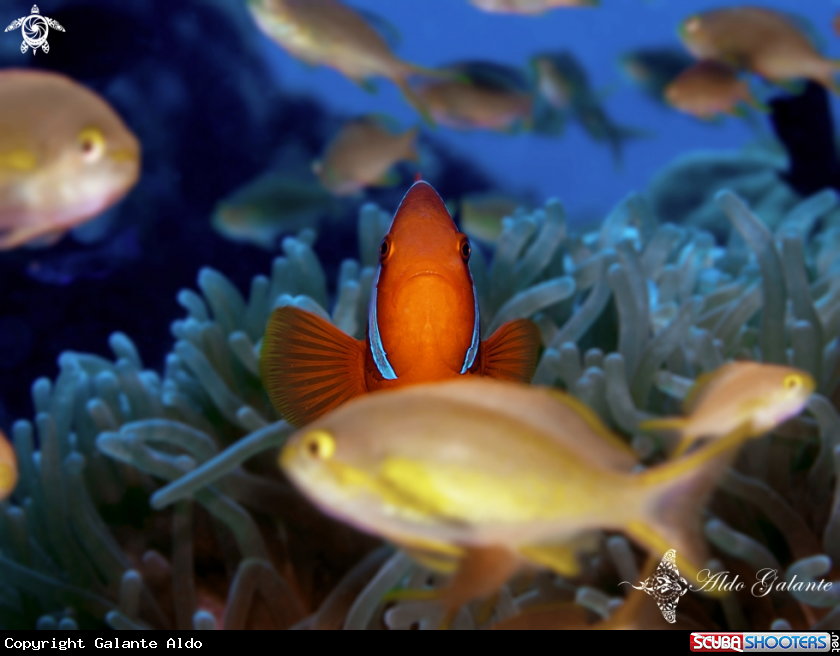 A Tomato Clownfish 