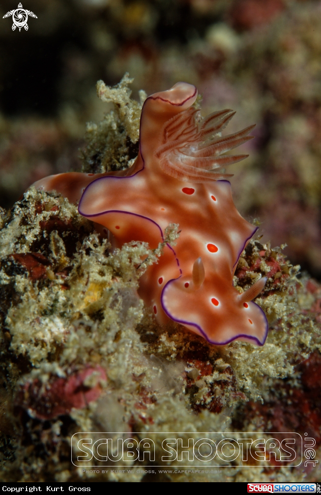 A Nudibranche
