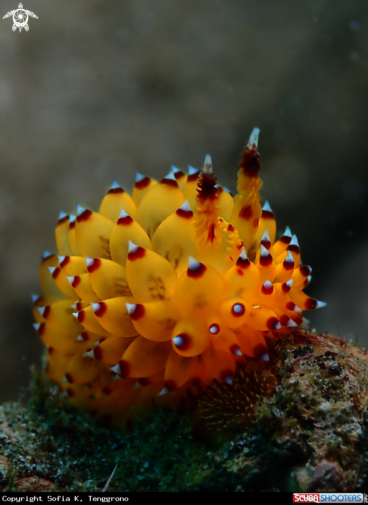 A Nudibranch