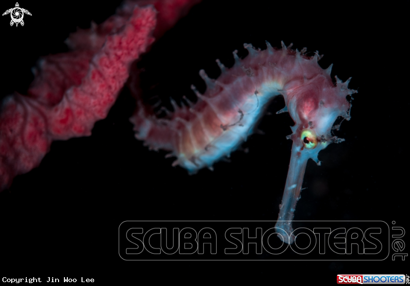 A Spiny Seahorse