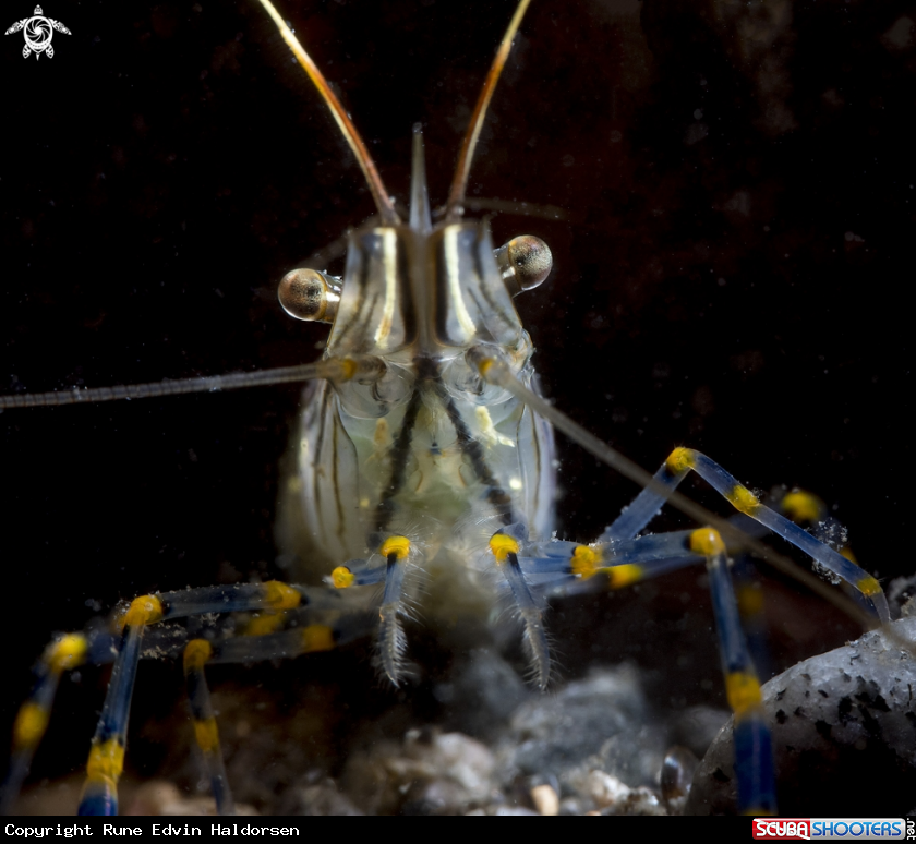 A Rockpool shrimp