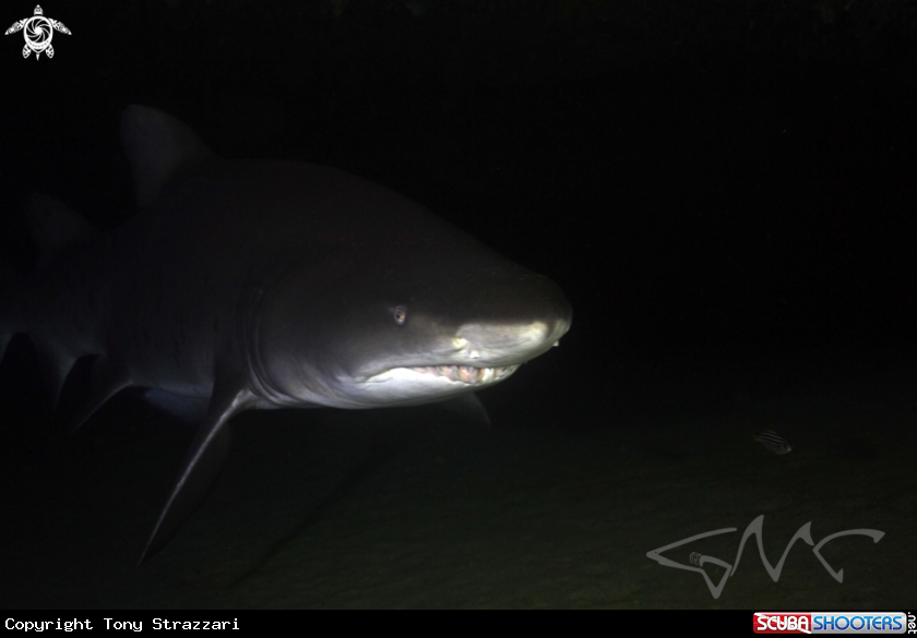 A Grey Nurse Shark