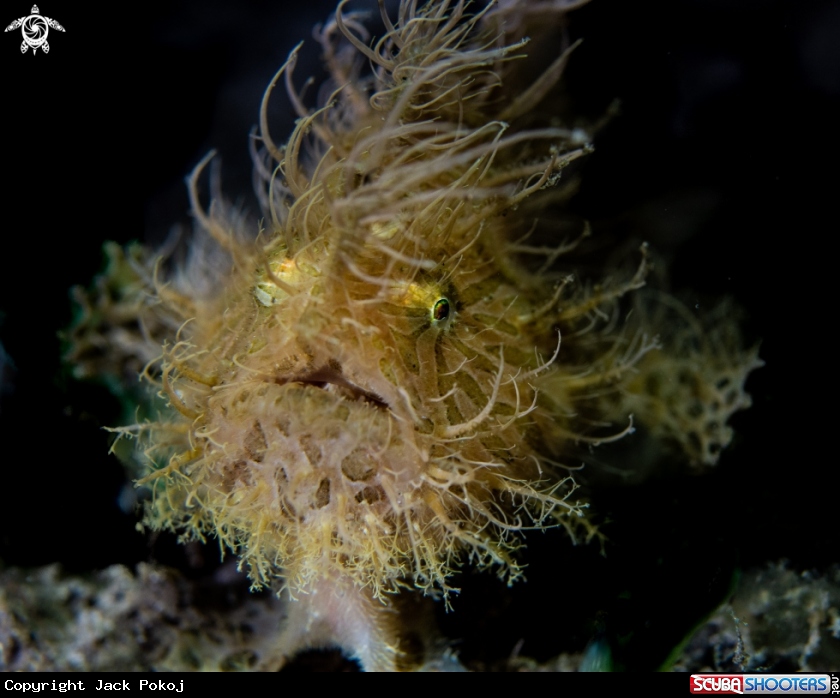 A Hairy frogfish