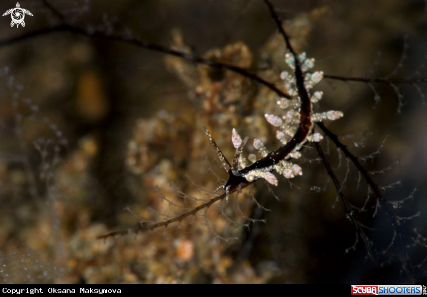 A Nudibranch Eubranchus sp. 25, NSSI 