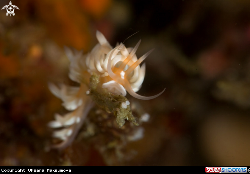 A Nudibranch Caloria sp.