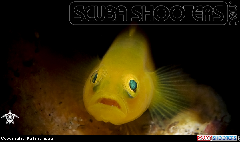 A Yellow Clown Goby