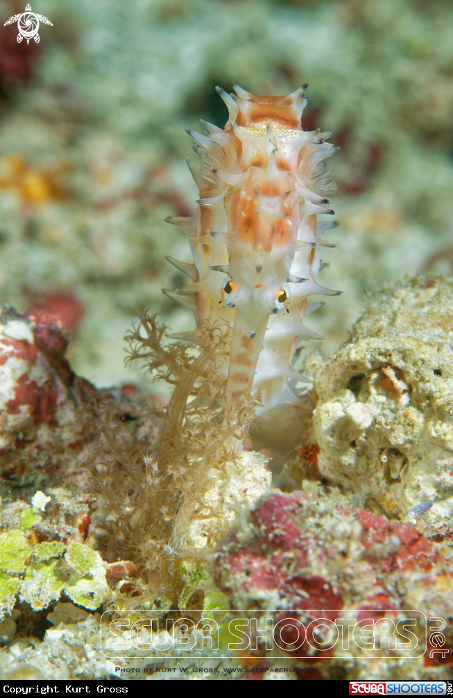A Thorny Seahorse