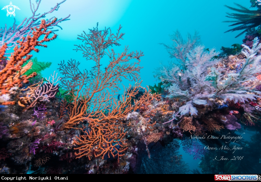 A soft corals
