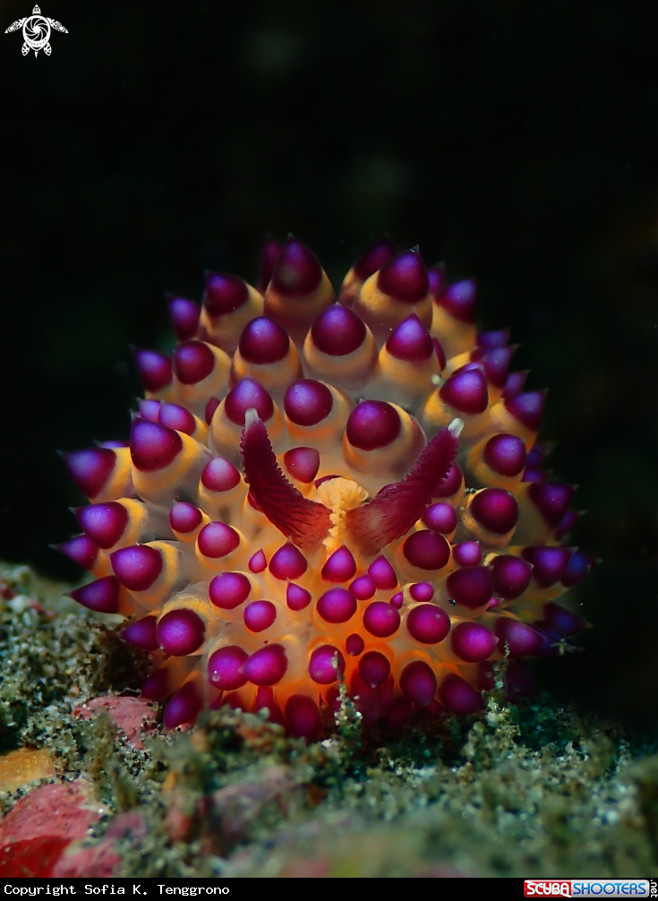 A Nudibranch