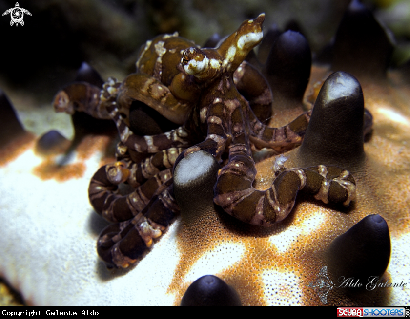 A Wonderpus Octopus