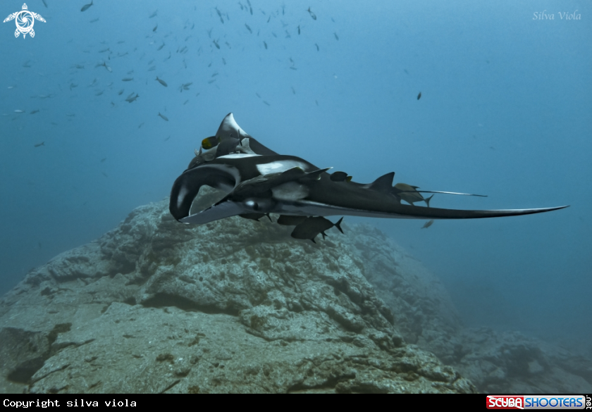 A Giant Oceanic Manta