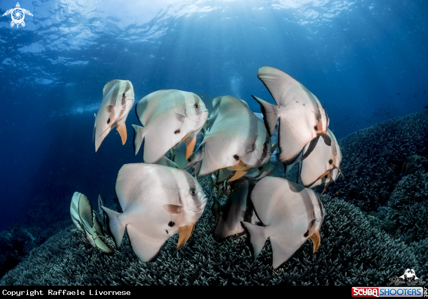 A Batfish
