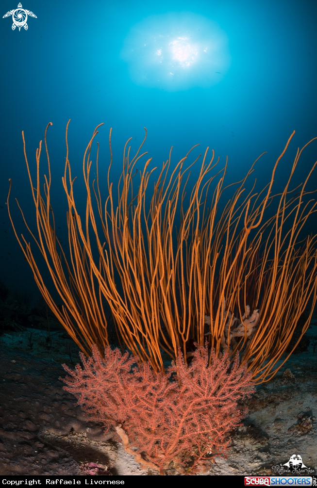 A Soft coral