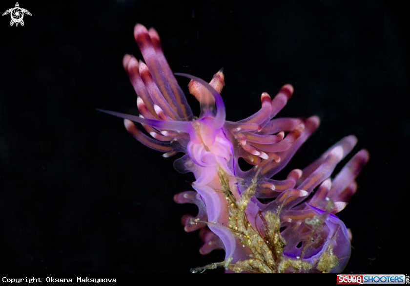 A Nudibranch Coryphellina rubrolineata