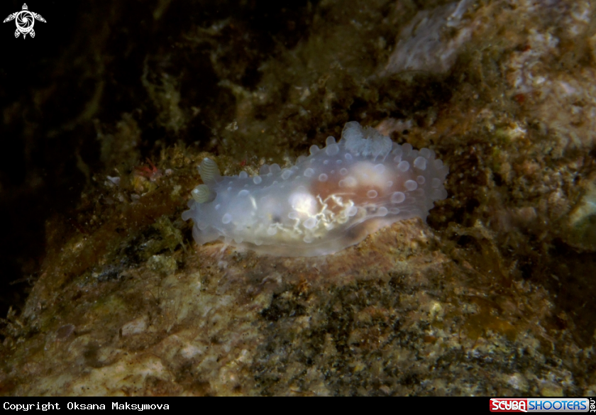 A Nudibranch Gymnodoris sp.