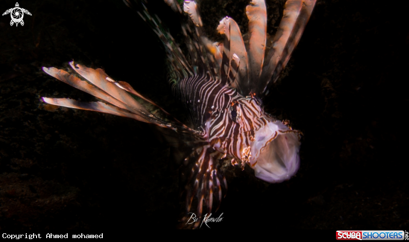 A Lion Fish 