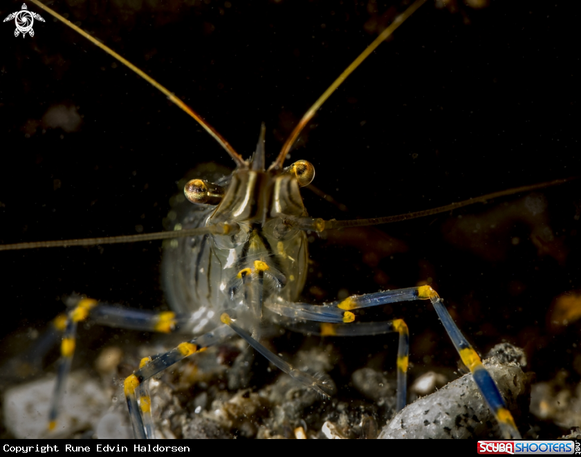 A Rockpool shrimp