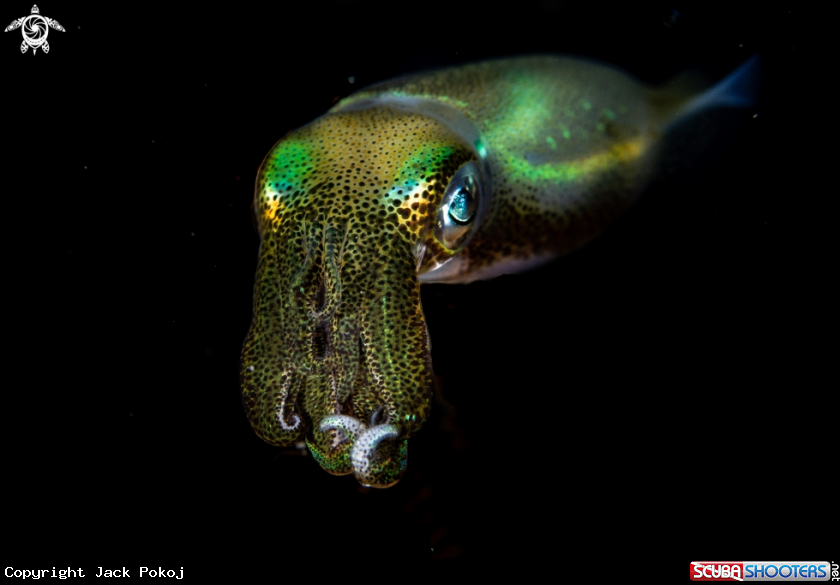 A Bigfin reef squid