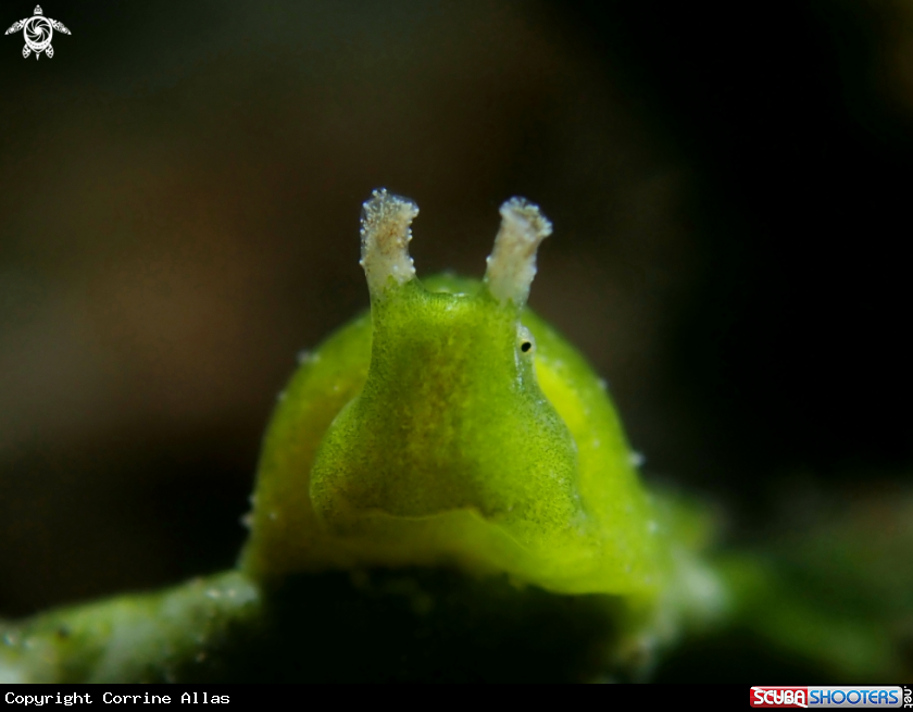 A Nudi