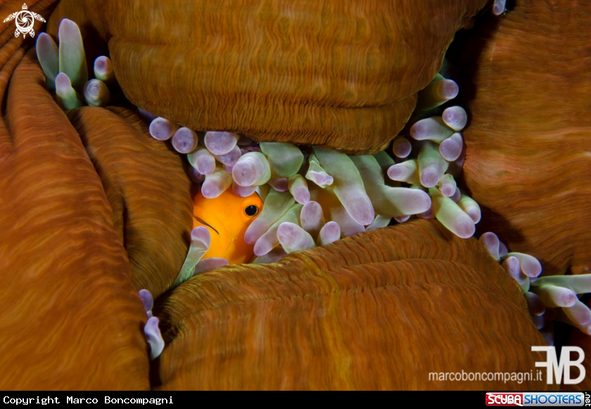 A Clown fish