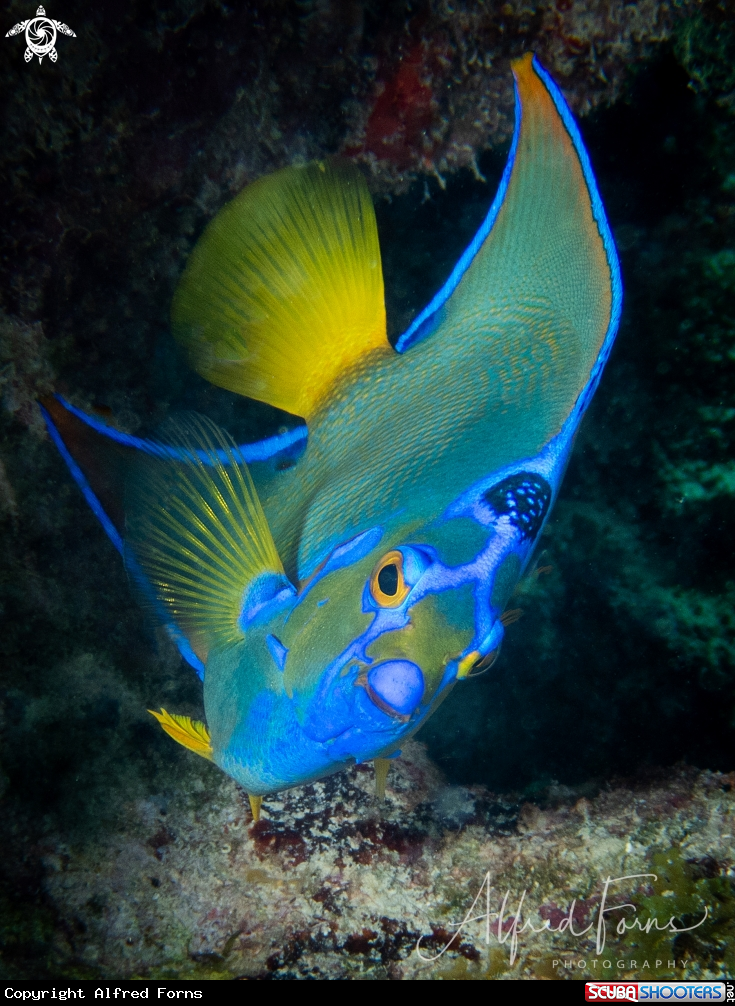 A Queen Angelfish