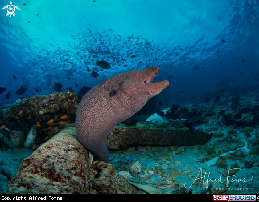 A Moray Eel 