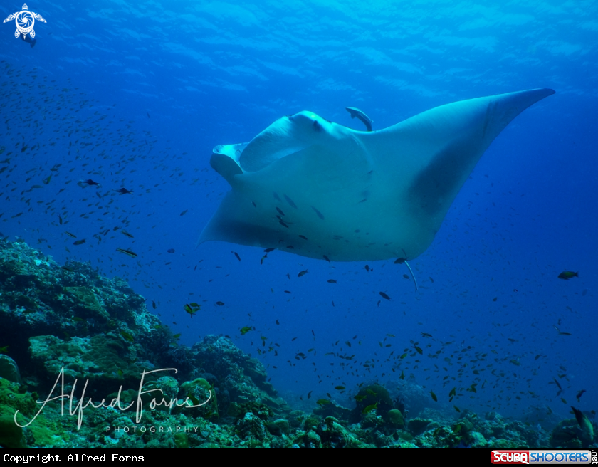 A Giant Manta Ray