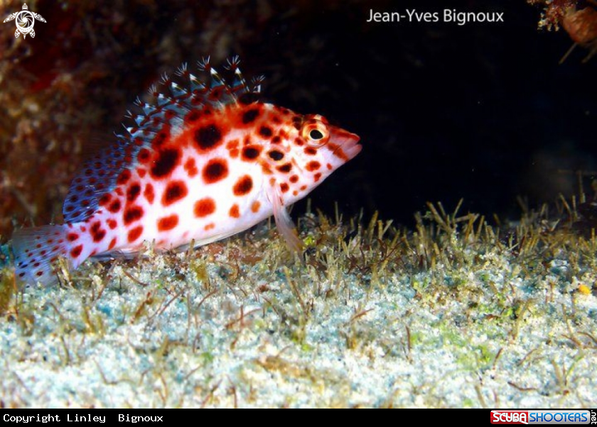 A Hawkfish Mauritius ,Grand Baie 