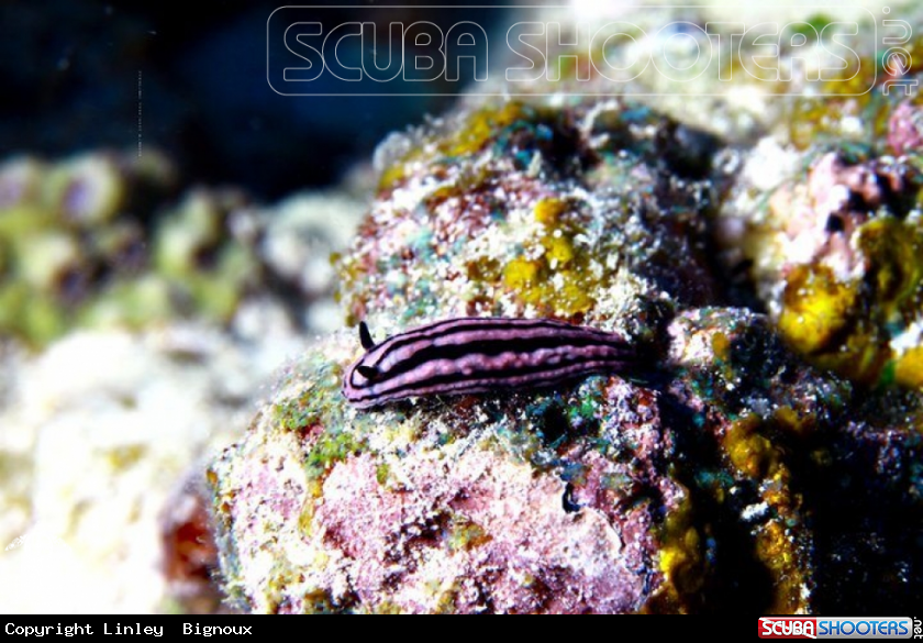 A Nudiranch Mauritius ,Grand Baie ,Mauritius/Ile Maurice 