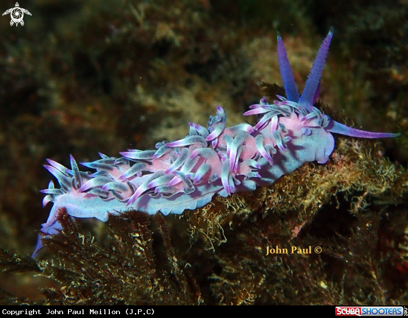 A FLABELLINE MAUVE