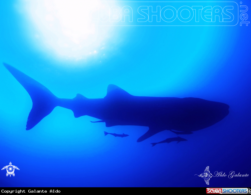 A Whale Shark