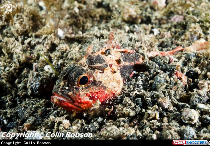 A reef fish