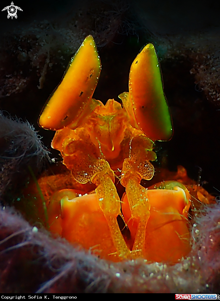 A Mantis Shrimp
