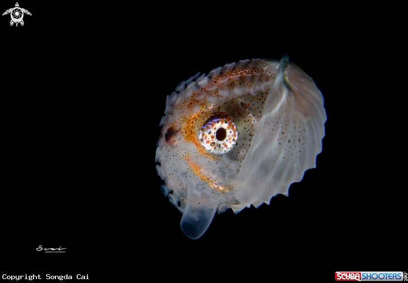 A Argonaut