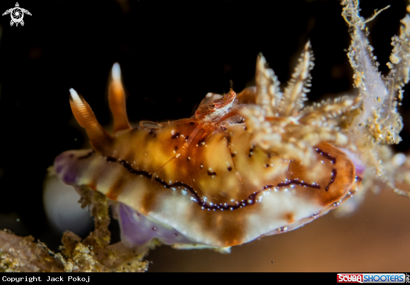 A Hypselodoris krakatoa